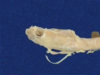 標蛇藏品圖，第6張